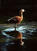 Camara Nikon F2
Reflejo de pato
In Memoriam
ZOO DE MADRID
Foto: 1737